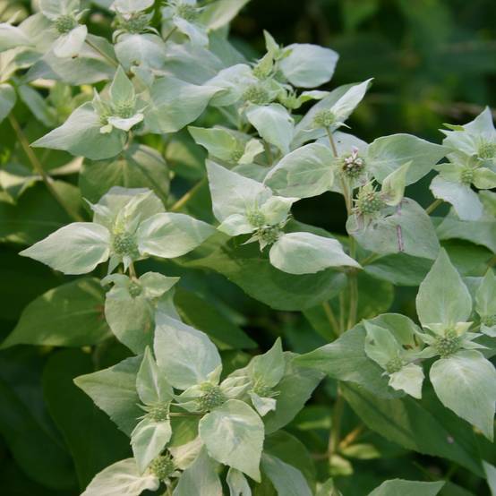 Promesse de Fleurs - Menthe des montagnes - Pycnanthemum muticum Godet de 8/9 cm