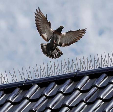Pics anti-oiseaux - Image 2