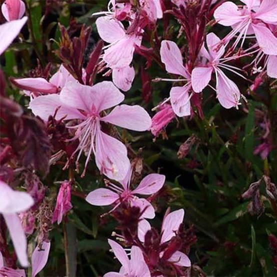 Gaura lindheimeri Blaze - Gaura de Lindheimer Pot de 2L/3L