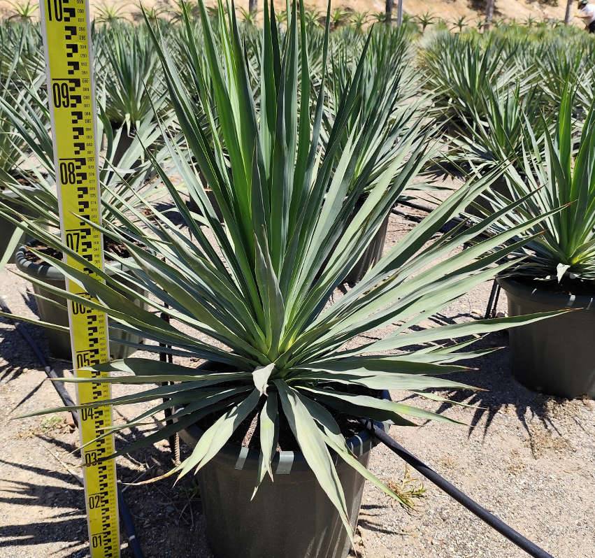 0 - Yucca gloriosa (Dague espagnole) Pot de 25L - 80/100cm - Image 3