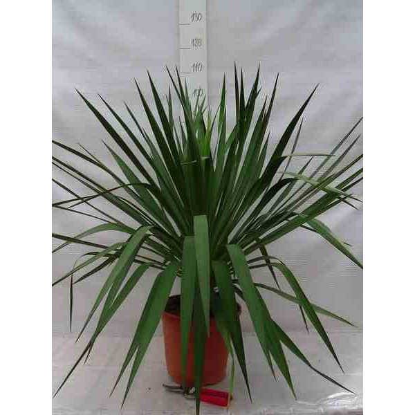 0 - Yucca gloriosa (Dague espagnole) Pot de 25L - 80/100cm - Image 1