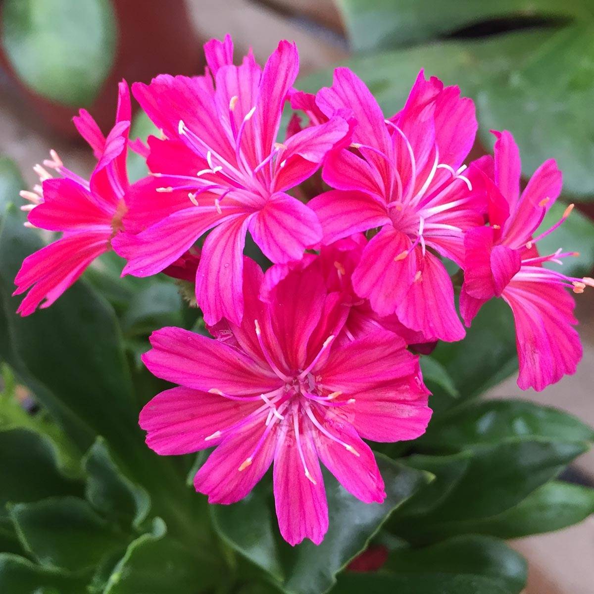 Promesse de Fleurs - Lewisia cotyledon Elise Ruby Red Mini-motte Ø 1,5/2,5 cm (par 3)