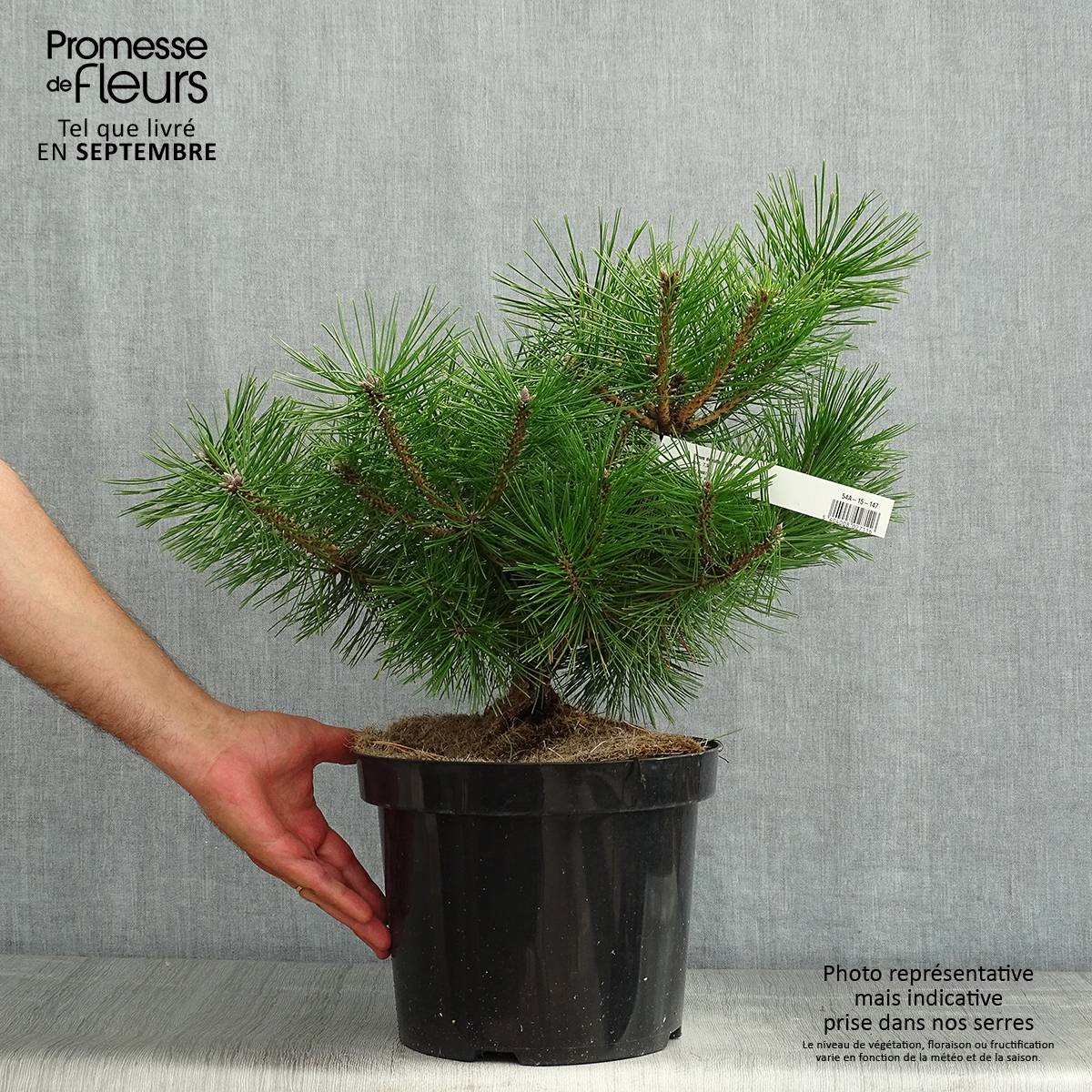 Pinus densiflora Jane Kluis - Pin rouge du Japon Pot de 7,5L/10L - Image 2