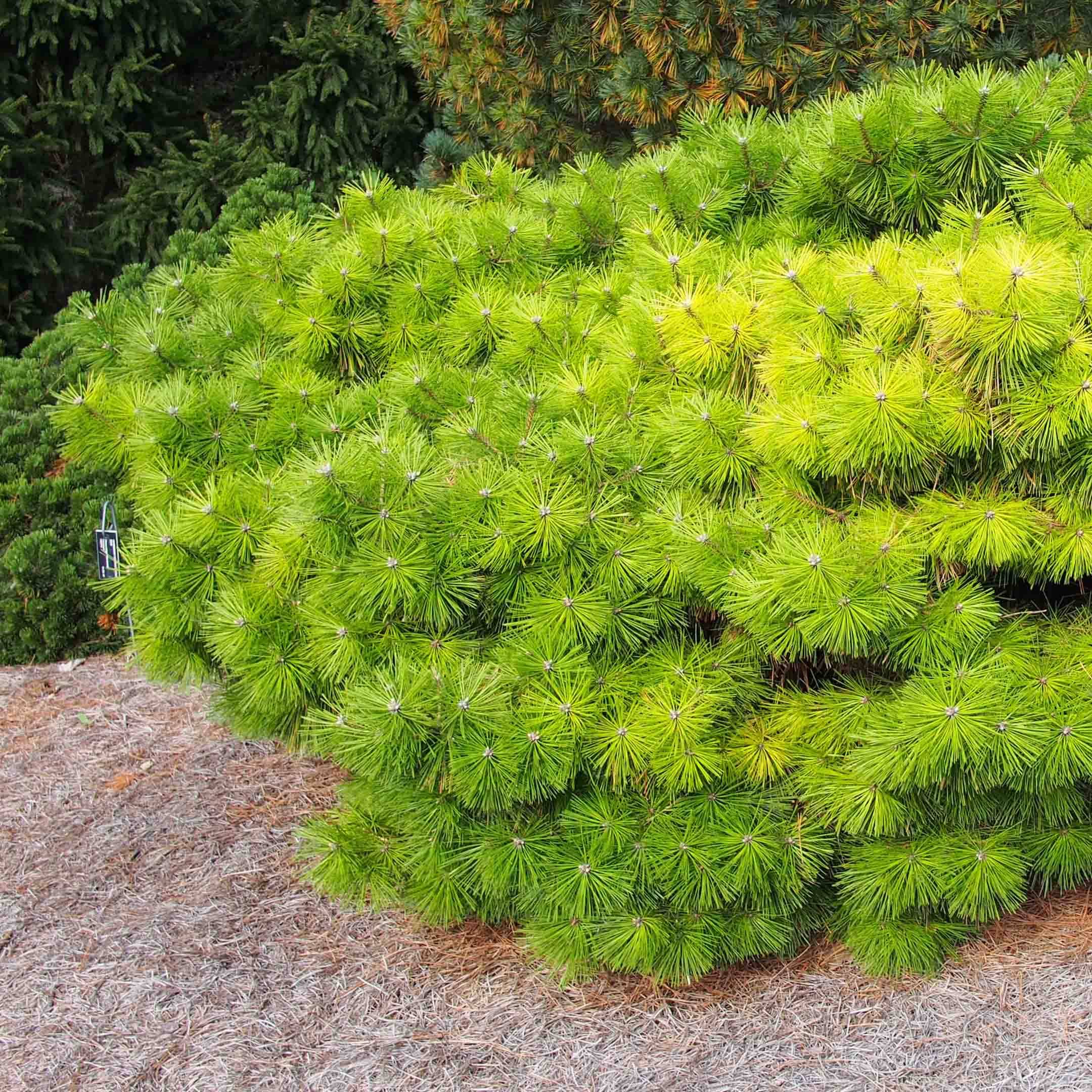 Pinus densiflora Jane Kluis - Pin rouge du Japon Pot de 7,5L/10L - Image 1