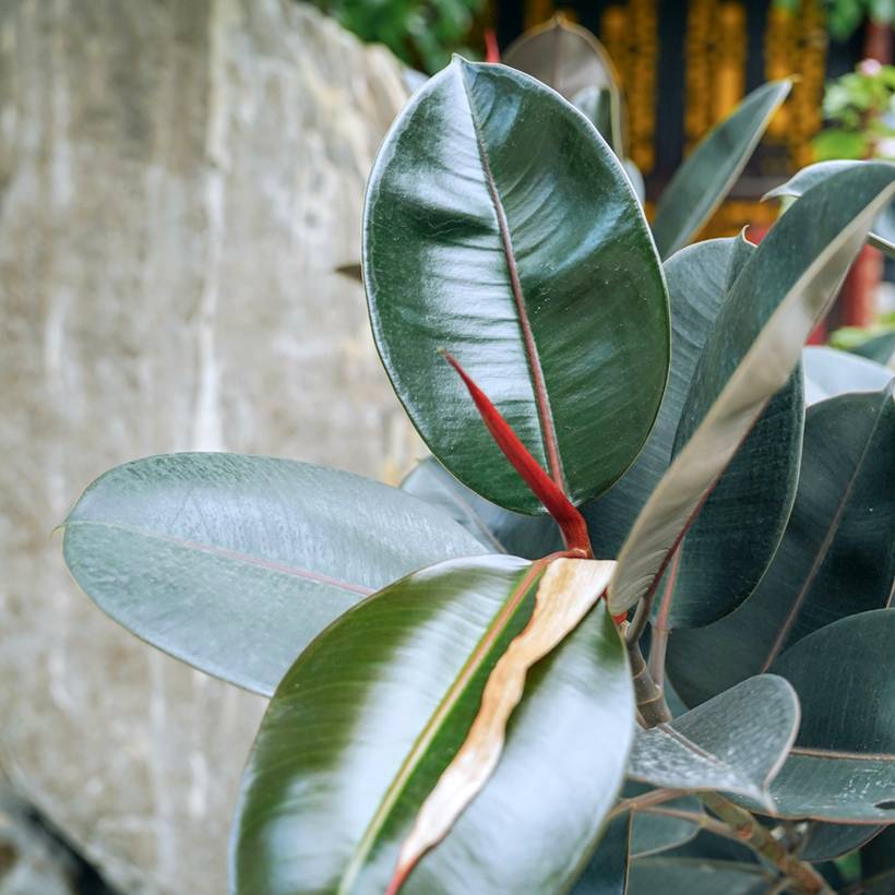 Promesse de Fleurs - Ficus Abidjan - Caoutchouc Mini-plante