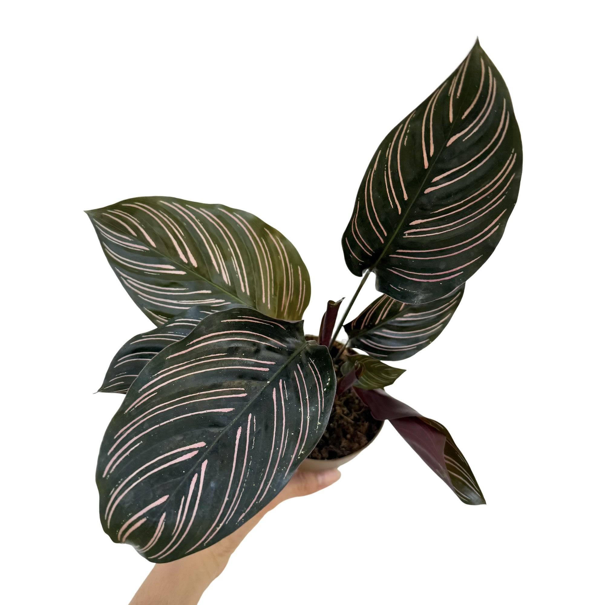 Calathea Ornata - Pot de 6cm - Plantes d'intérieur - Image 6
