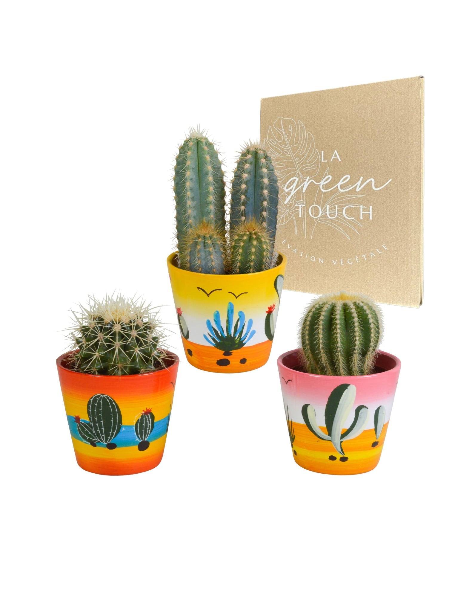 La Green Touch - Trio de Cactus h18cm- La Green Touch - Image 1