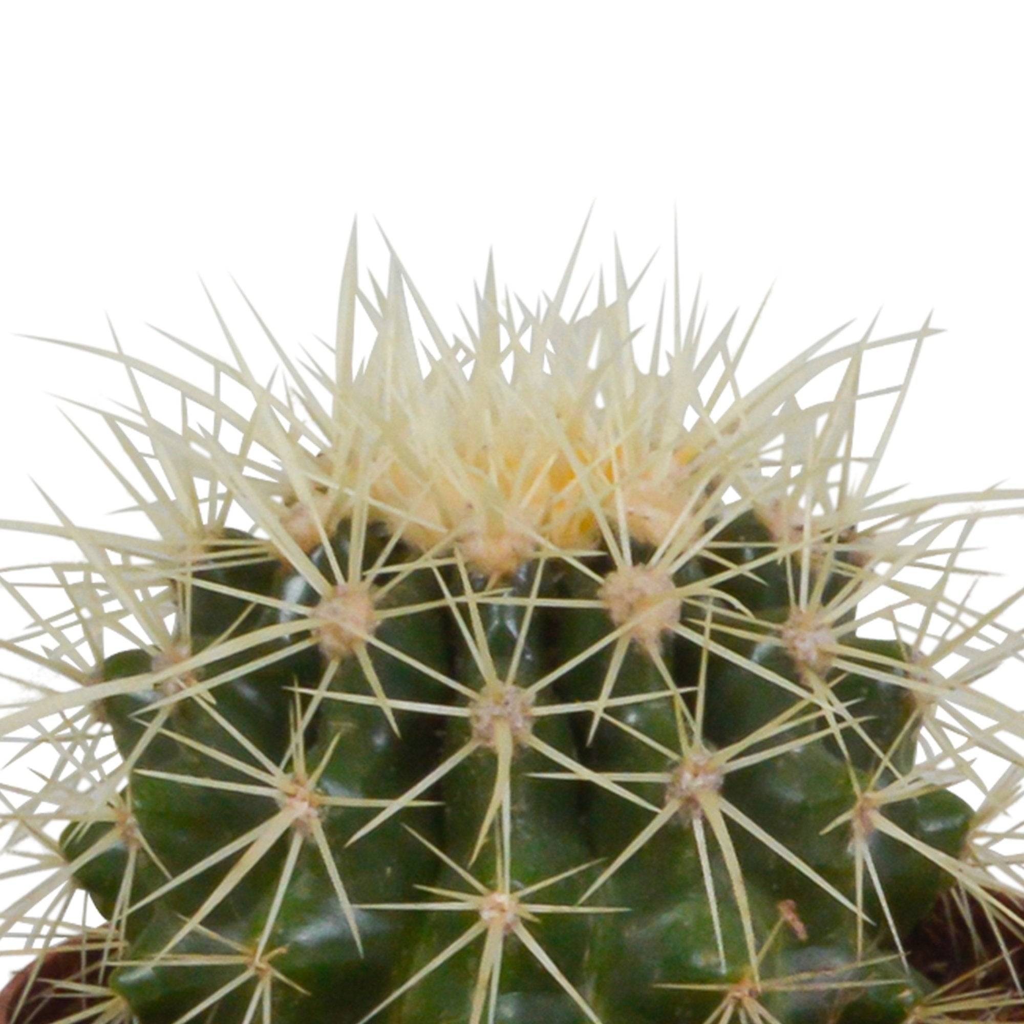 La Green Touch - Trio de Cactus h18cm- La Green Touch - Image 5