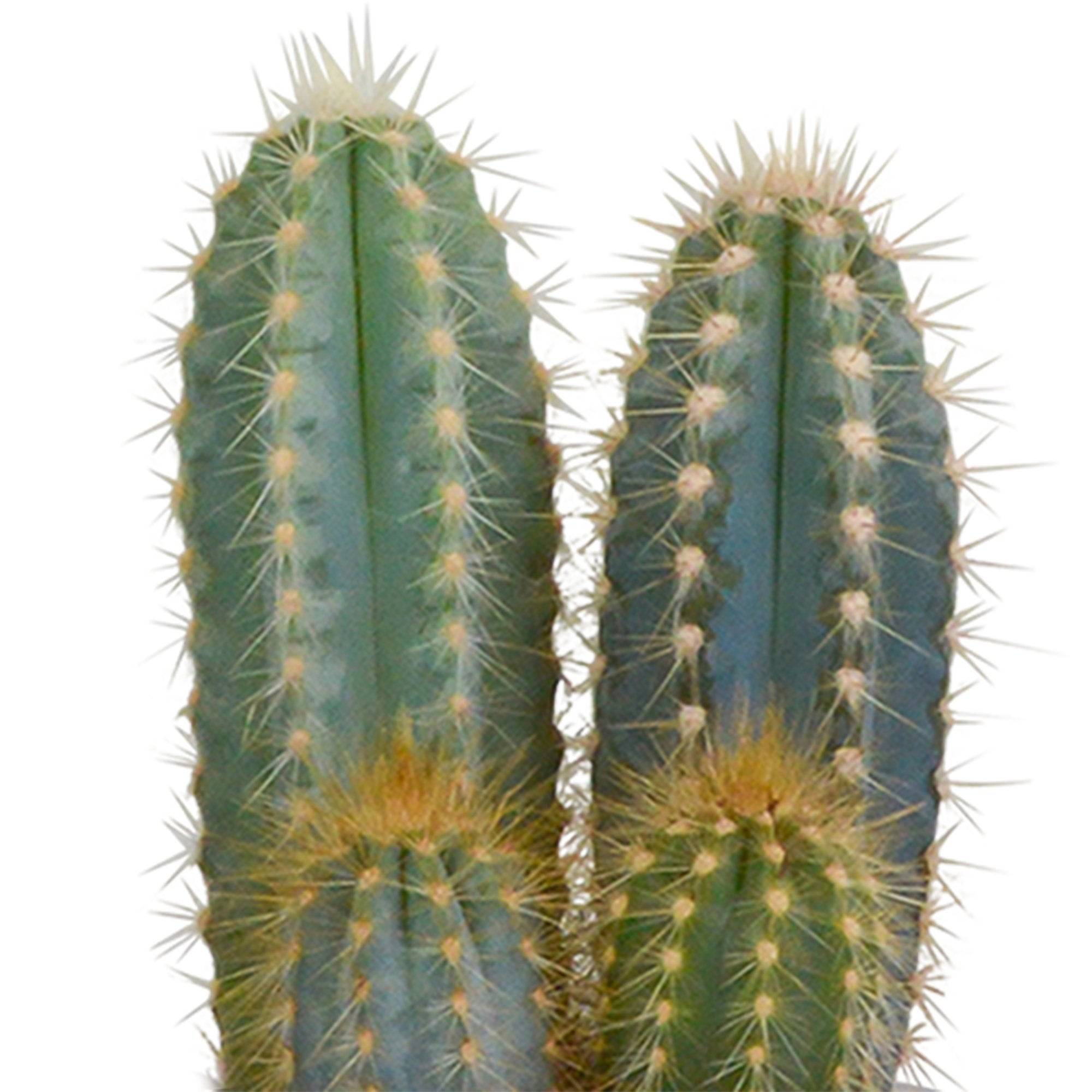 La Green Touch - Trio de Cactus h18cm- La Green Touch - Image 3