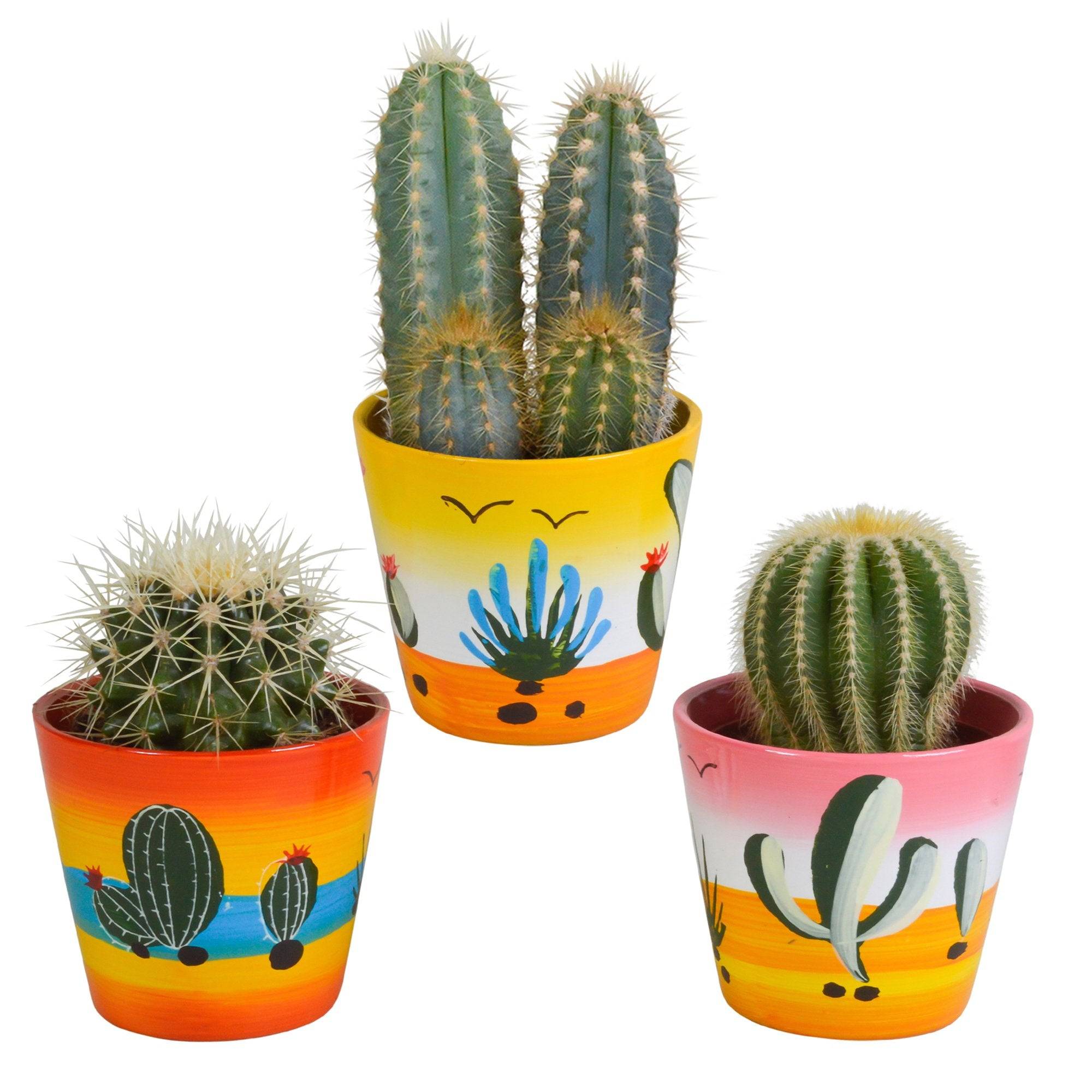La Green Touch - Trio de Cactus h18cm- La Green Touch - Image 2