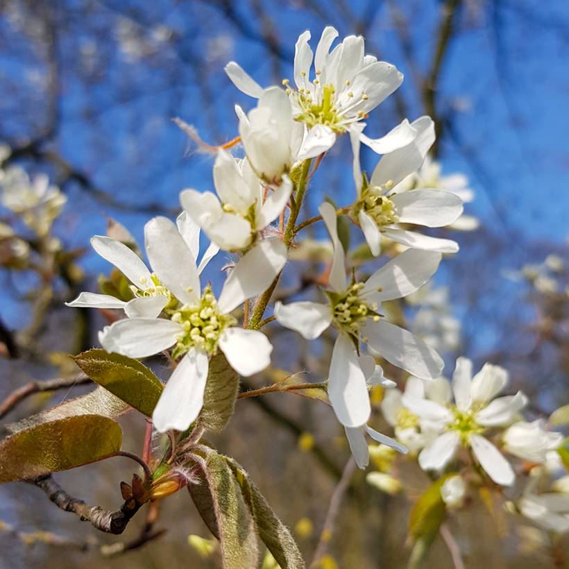 Promesse de Fleurs - Amelanchier lamarckii - Amélanchier de Lamarck Pot de 3L/4L
