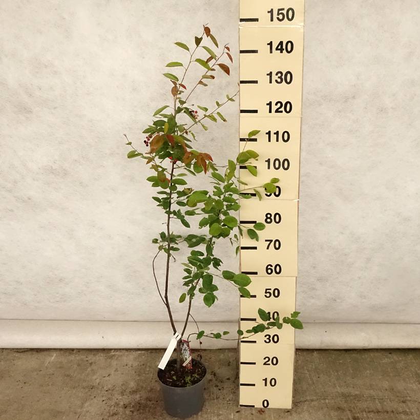 Amelanchier lamarckii - Amélanchier de Lamarck Pot de 3L/4L - Image 2