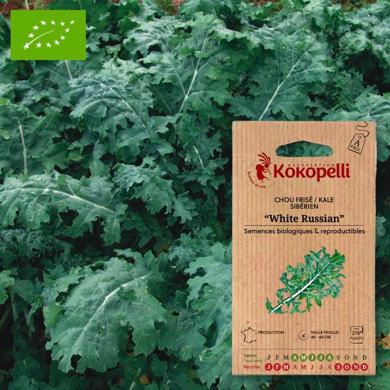 Association Kokopelli - Chou Kale White Russian- Graines bio à semer - Image 1