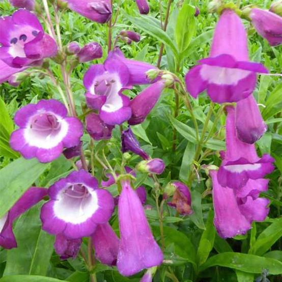 Promesse de Fleurs - Penstemon Purple Passion - Galane Godet de 8/9 cm