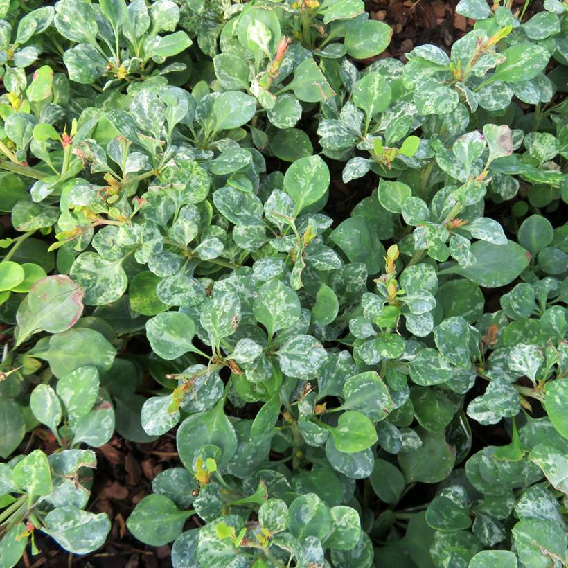 Berberis thunbergii Silver Beauty - Epine-vinette Godet de 8/9 cm