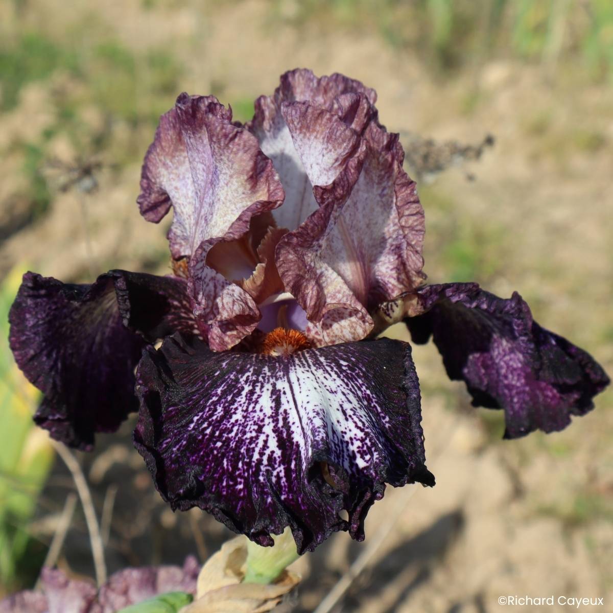 Promesse de Fleurs - Iris germanica Nuit Galactique - Grand Iris des Jardins Rhizome