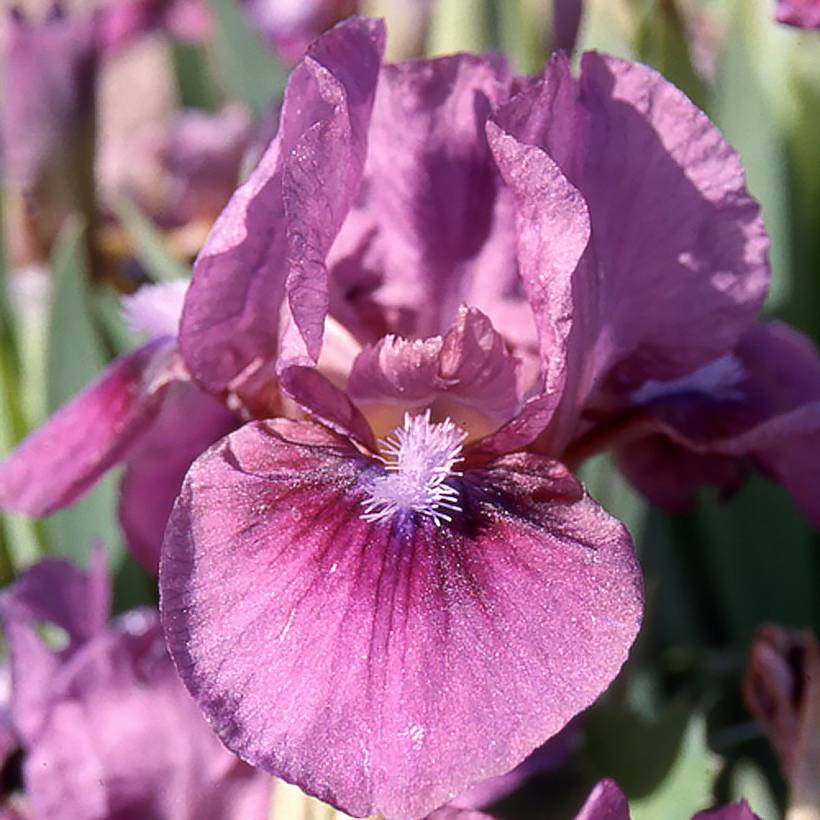 Promesse de Fleurs - Iris germanica Color me Rose - Lilliput - Iris des Jardins nain Godet de 8/9 cm