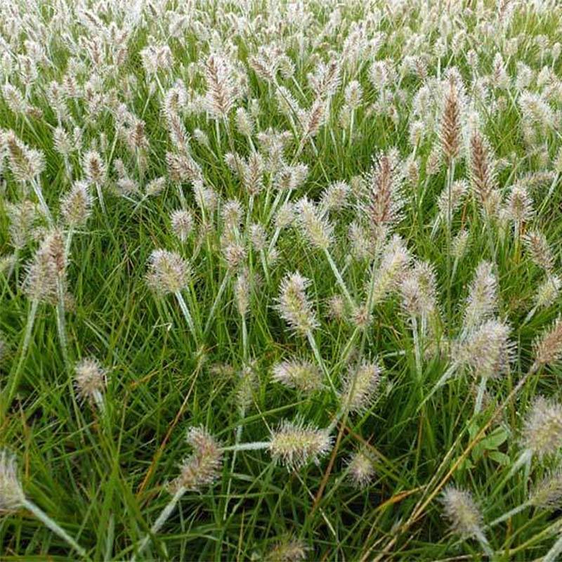 Pennisetum alopecuroides Little Bunny - Herbe aux écouvillons Godet de 8/9 cm