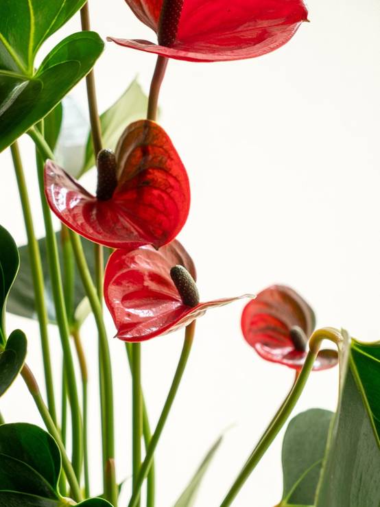 Kokedama - Anthurium- La Green Touch - Image 2