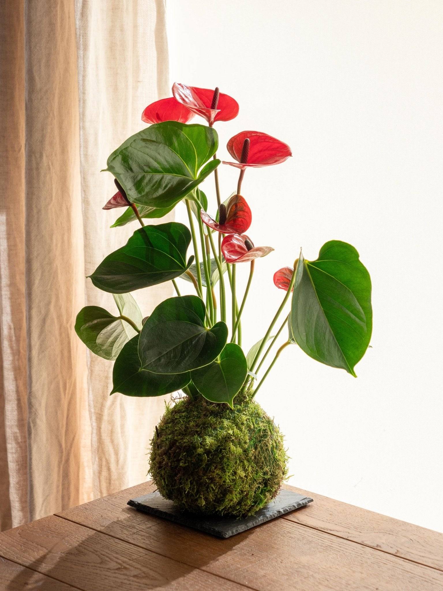 Kokedama - Anthurium- La Green Touch - Image 1