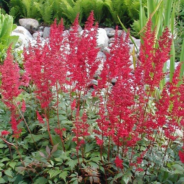Astilbe arendsii Fanal Pot de 2L/3L