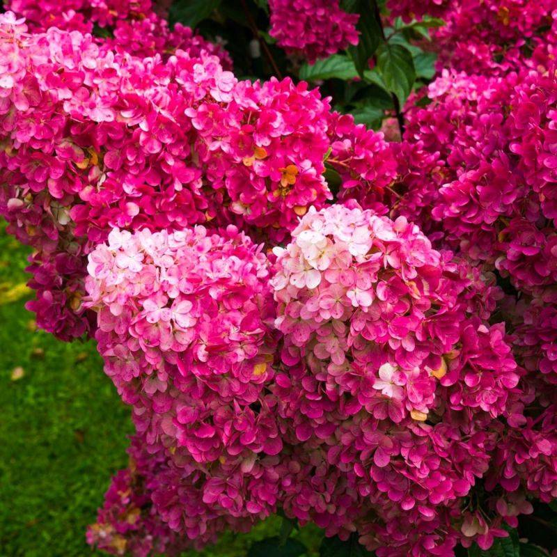 Hortensia Paniculé 'Framboisine Rensam' (Hydrangea Paniculata) - Godet - Taille 13/25cm - Pépinières Naudet - Image 1