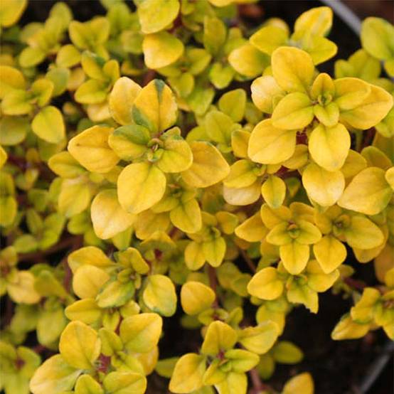 Thym citron Bertram Anderson - Thymus citriodorus Pot de 1,5L/2L