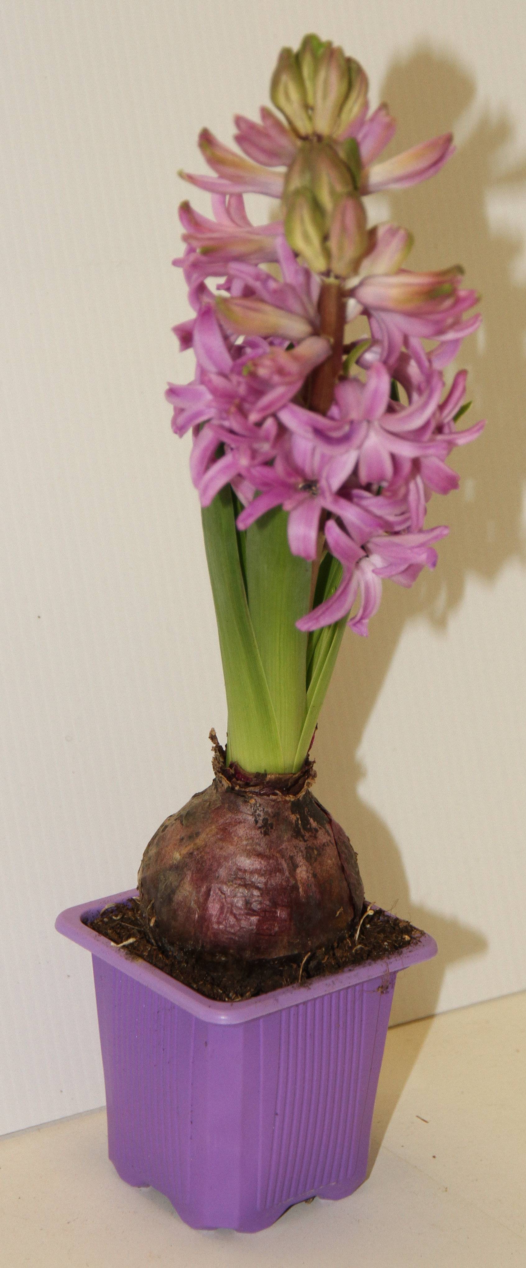 Horti-Flandre - Jacinthe pourpre godet 7 cm - Image 3