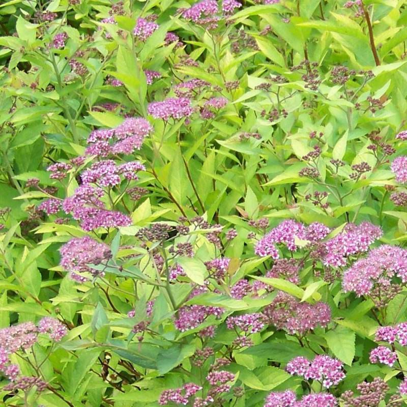 Spirée du Japon Firelight, Spiraea à fleurs Rose - feuillage Caduc - Pot de 1,5L - 10/20 cm-  hauteur à maturité De 0,50 m à 1,00 m - Image 1