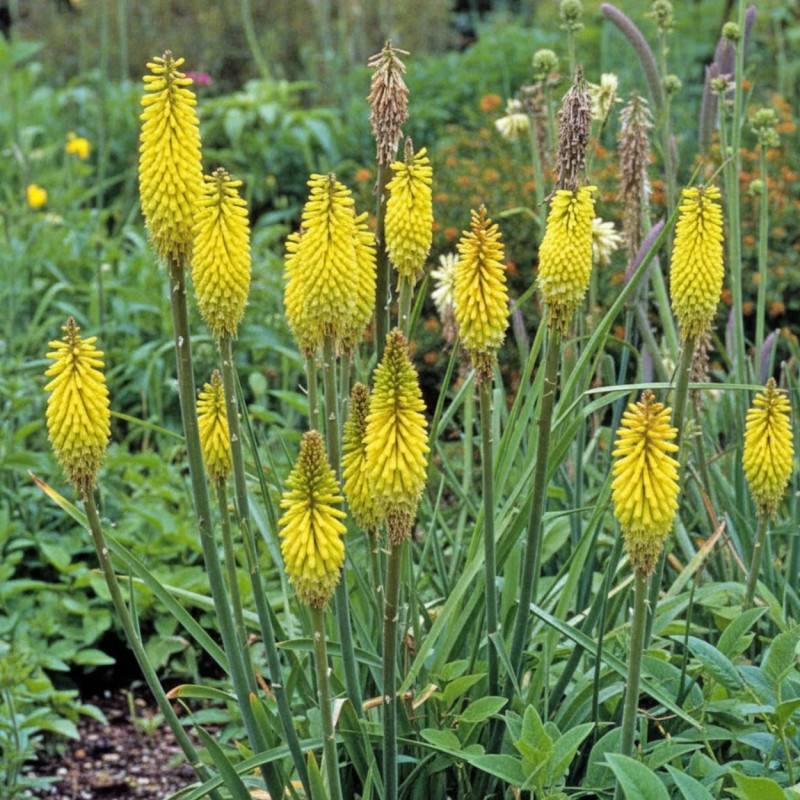 Kniphofia, Tison de Satan Citrina à fleurs Jaune/ - feuillage Caduc - Godet - 5/20 cm