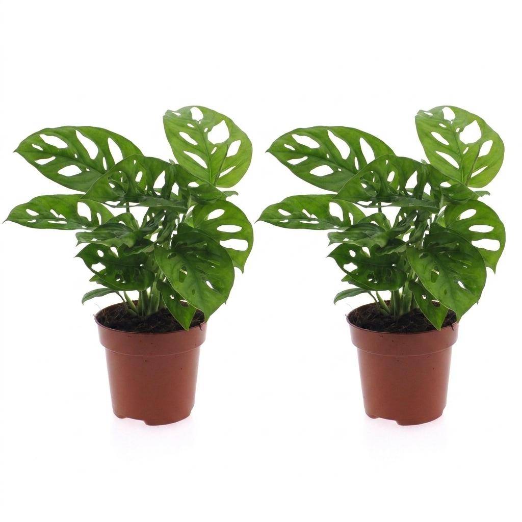 Monstera adansonii - lot de 2 - Ø12cm - ↕25cm - Plantes d’intérieur - Image 2