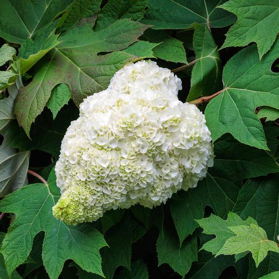 Promesse de Fleurs - Hydrangea quercifolia Harmony - Hortensia à feuilles de chêne Pot de 2L/3L - Image 1