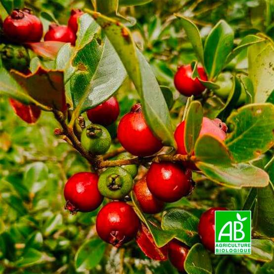 Goyavier de Chine BIO (Psidium cattleianum) - Godet 9cm - Pépinières Naudet - Image 1