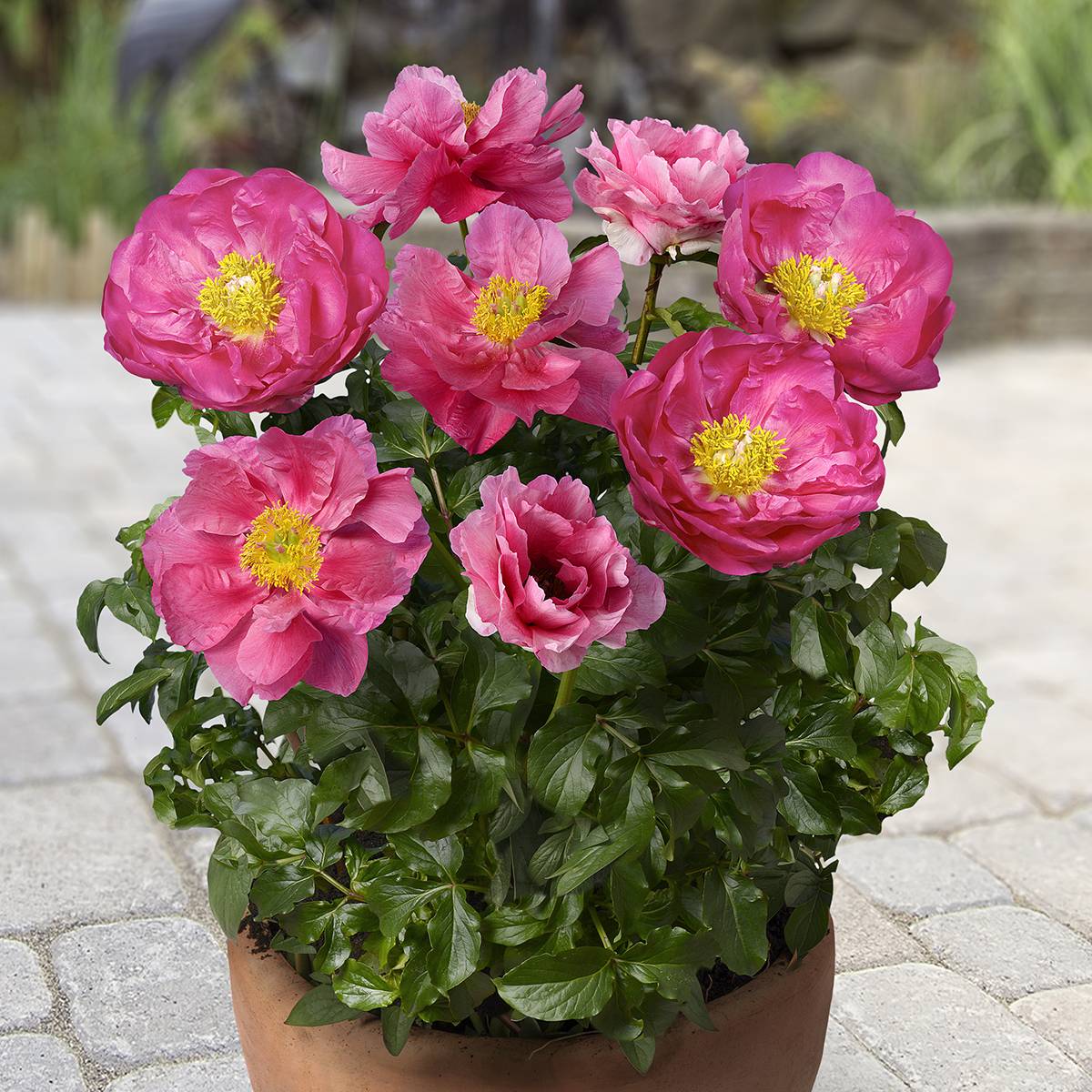 Promesse de Fleurs - Pivoine naine Patio Peony Athens Pot de 3L/4L