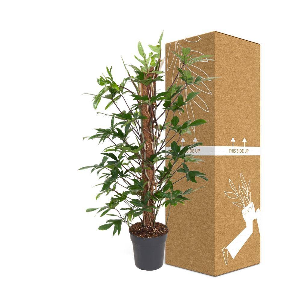 Philodendron Pedatum 120cm - Plante d'intérieur- La Green Touch - Image 4