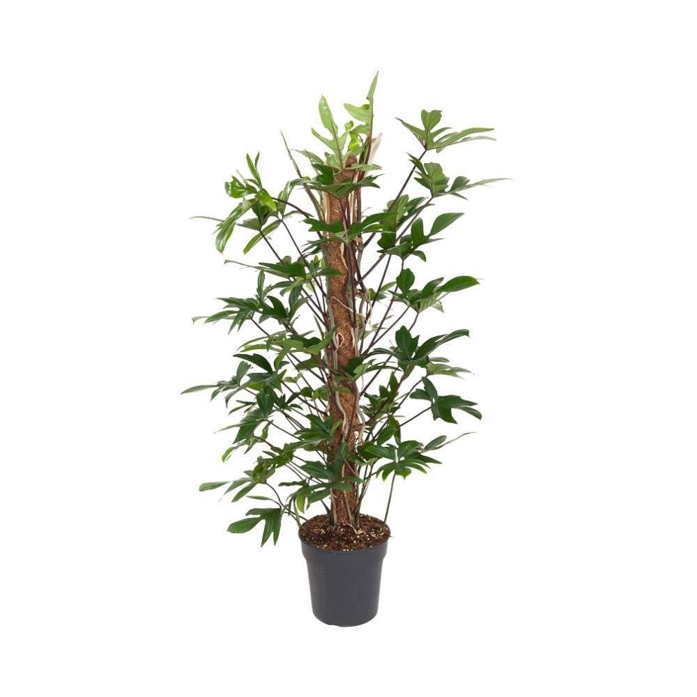 Philodendron Pedatum 120cm - Plante d'intérieur- La Green Touch - Image 2