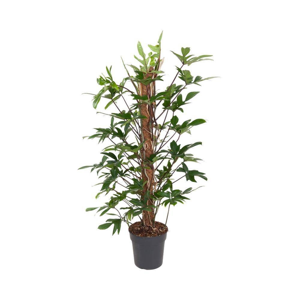 Philodendron Pedatum 120cm - Plante d'intérieur- La Green Touch - Image 1