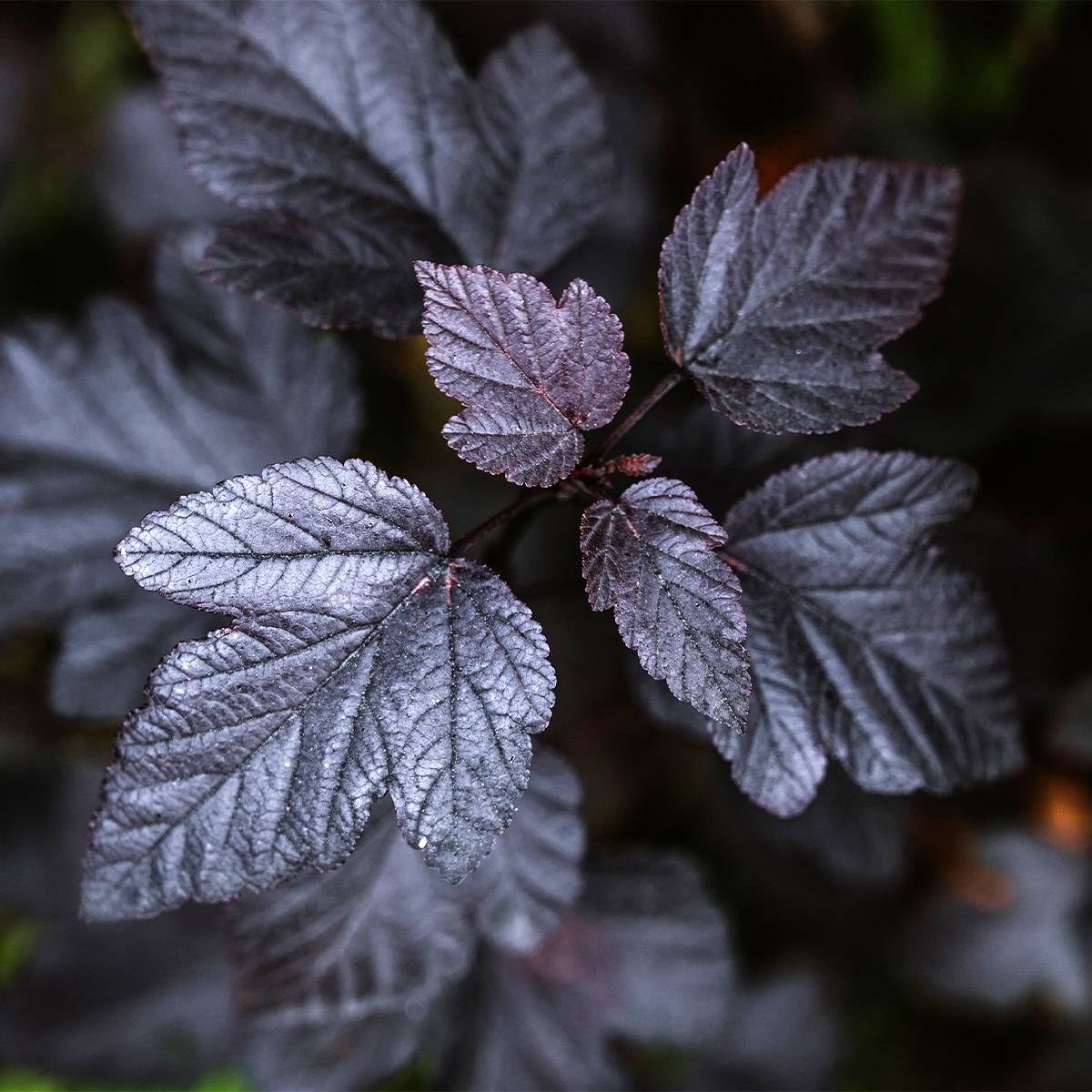 Physocarpus opulifolius Black Light - Physocarpe Pot de 7,5L/10L - Image 1