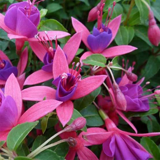 Fuchsia rustique Tom Thumb (Tom Pouce) Pot de 2L/3L - Image 1