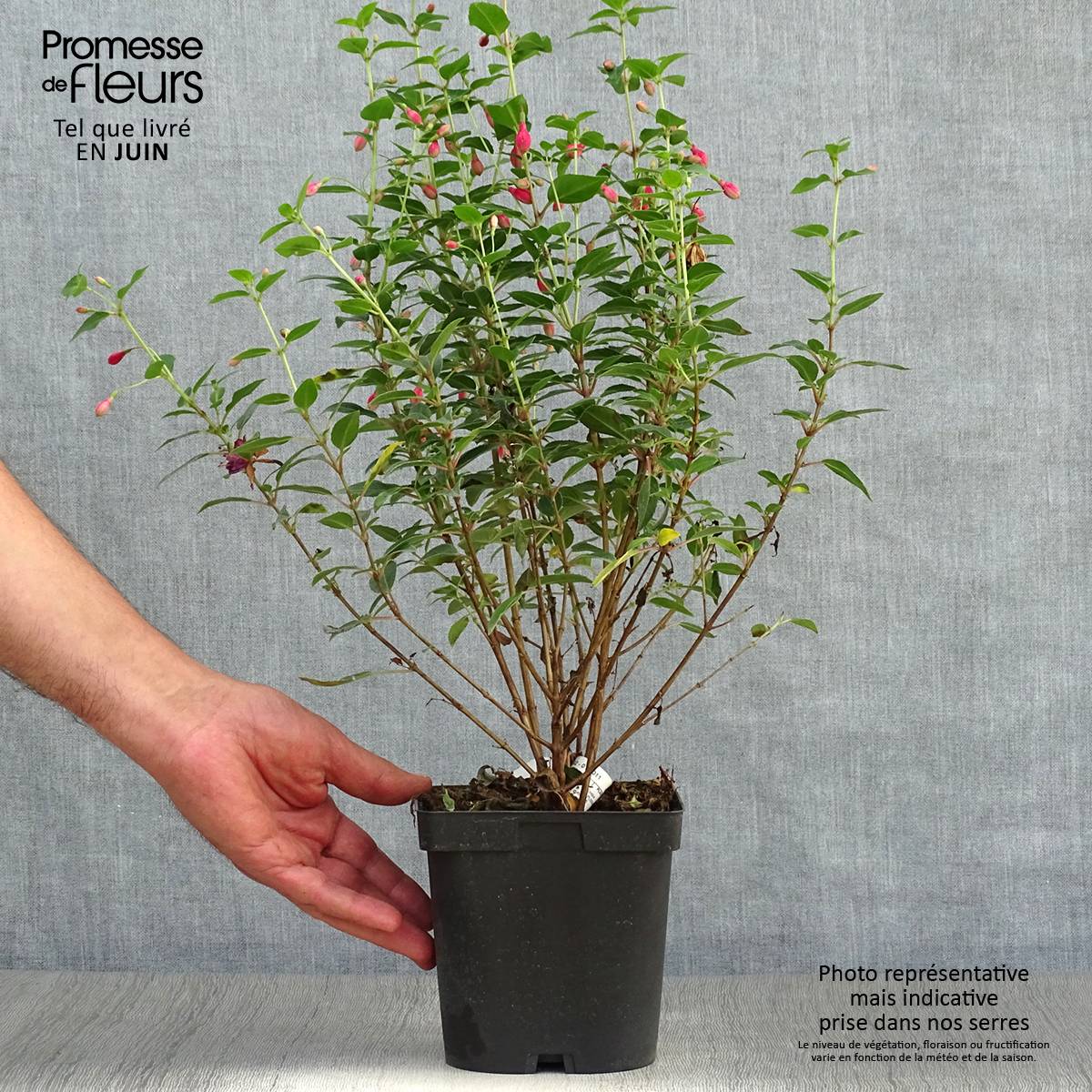 Fuchsia rustique Tom Thumb (Tom Pouce) Pot de 2L/3L - Image 2