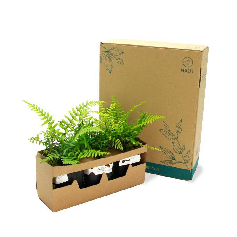 3 Dryopteris 'Wallichiana' (Dryopteris) - Lot de 3 vivaces - Pépinières Naudet - Image 5