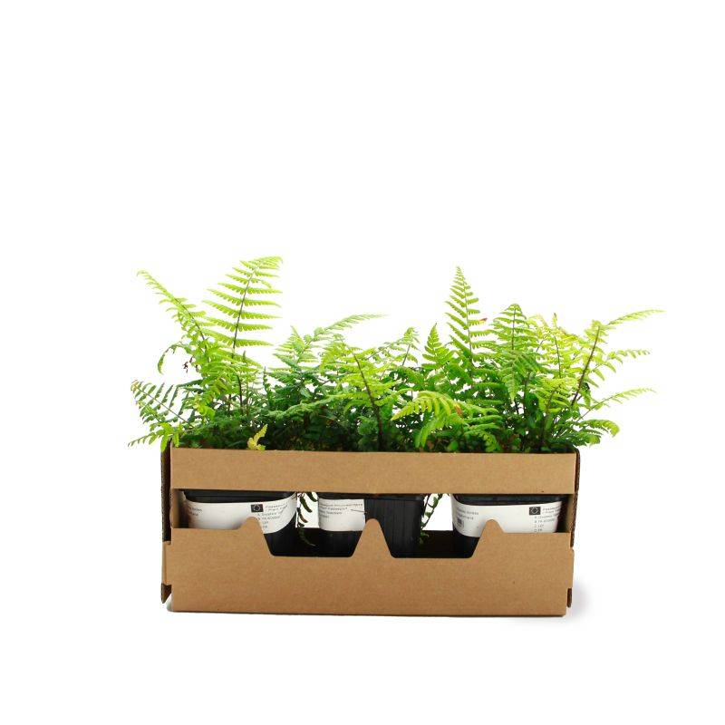 3 Dryopteris 'Wallichiana' (Dryopteris) - Lot de 3 vivaces - Pépinières Naudet - Image 4