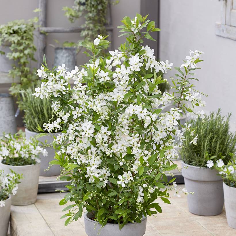 Exochorda racemosa Blushing Pearl Pot de 3L/4L