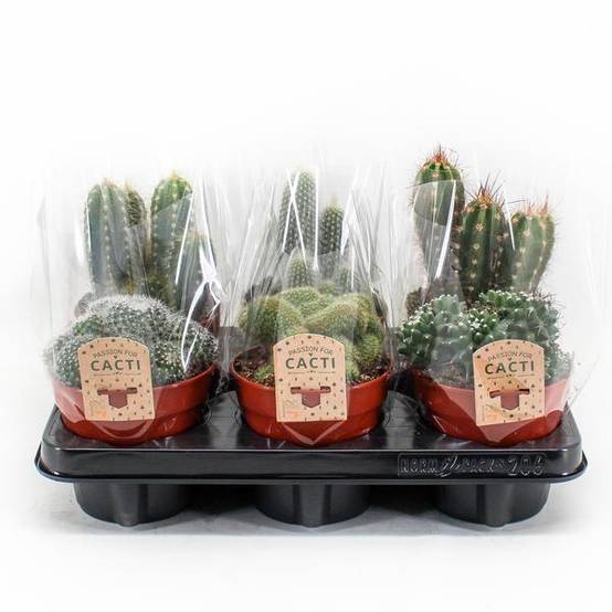 Cactus Mix P12