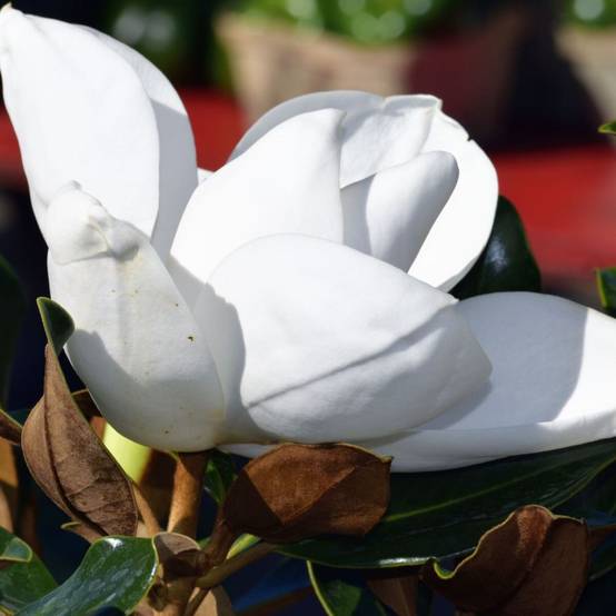 Magnolia à grandes fleurs Galissoniensis, Magnolia persistant à fleurs Blanche - feuillage Persistant - Pot de 7,5L - 80/100 cm- hauteur à maturité D - Image 5