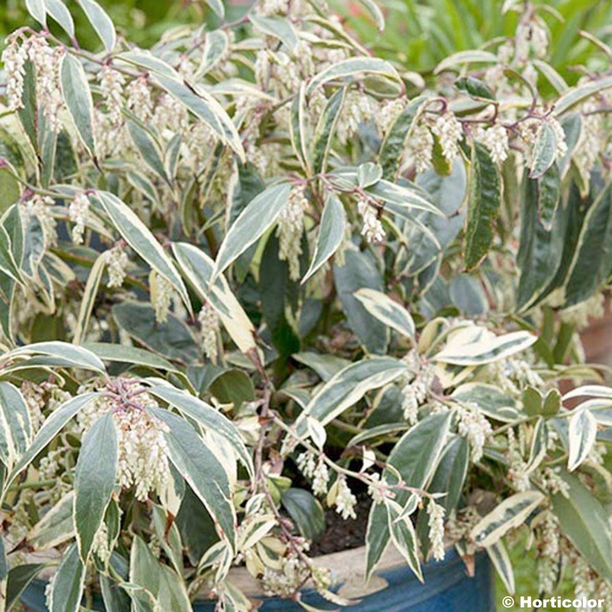Promesse de Fleurs - Leucothoe fontanesiana Whitewater Pot de 4L/5L - Image 1