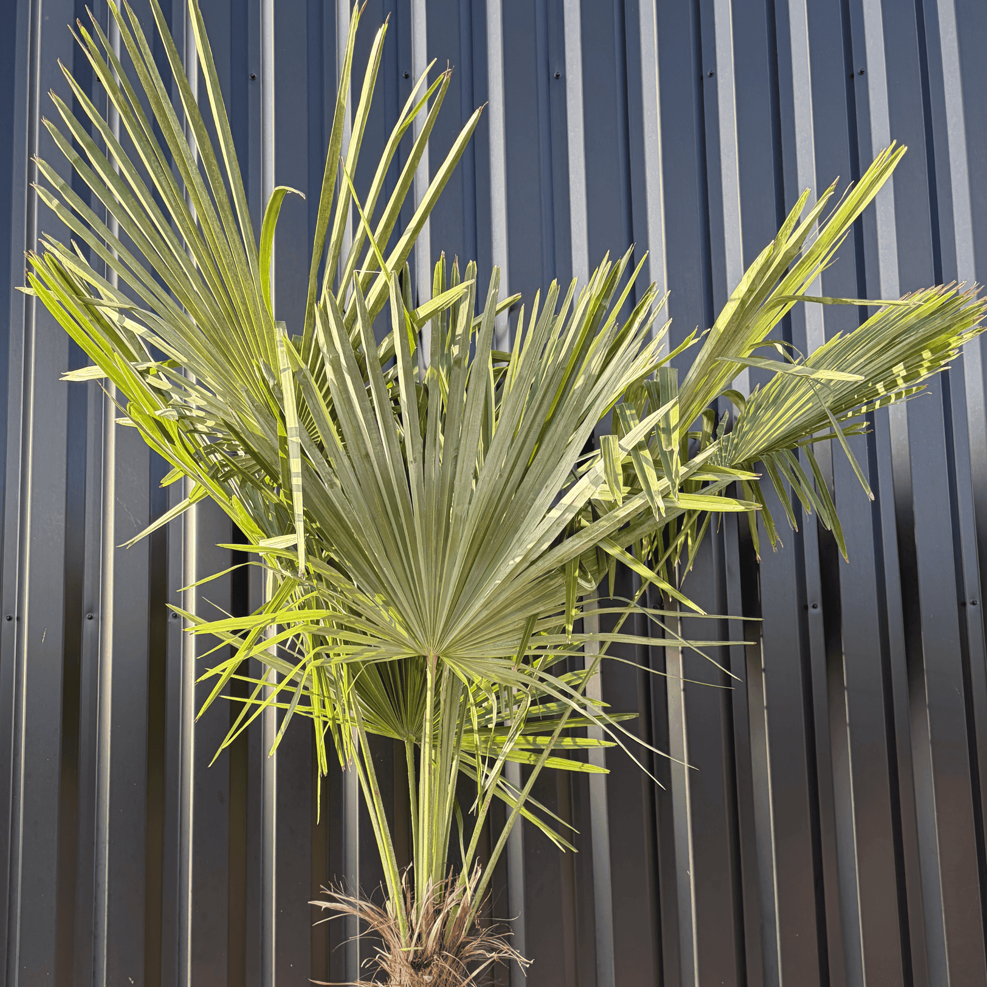 Palmier Trachycarpus Fortunei Tronc de 100/120 cm, H.240 cm - Image 3