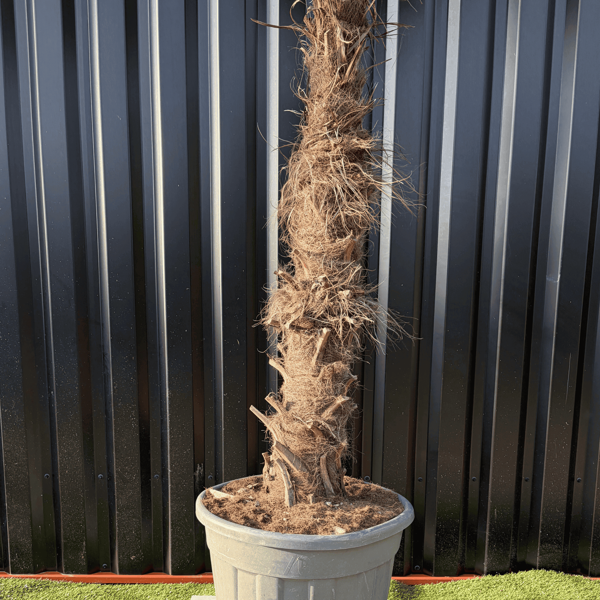 Palmier Trachycarpus Fortunei Tronc de 100/120 cm, H.240 cm - Image 2