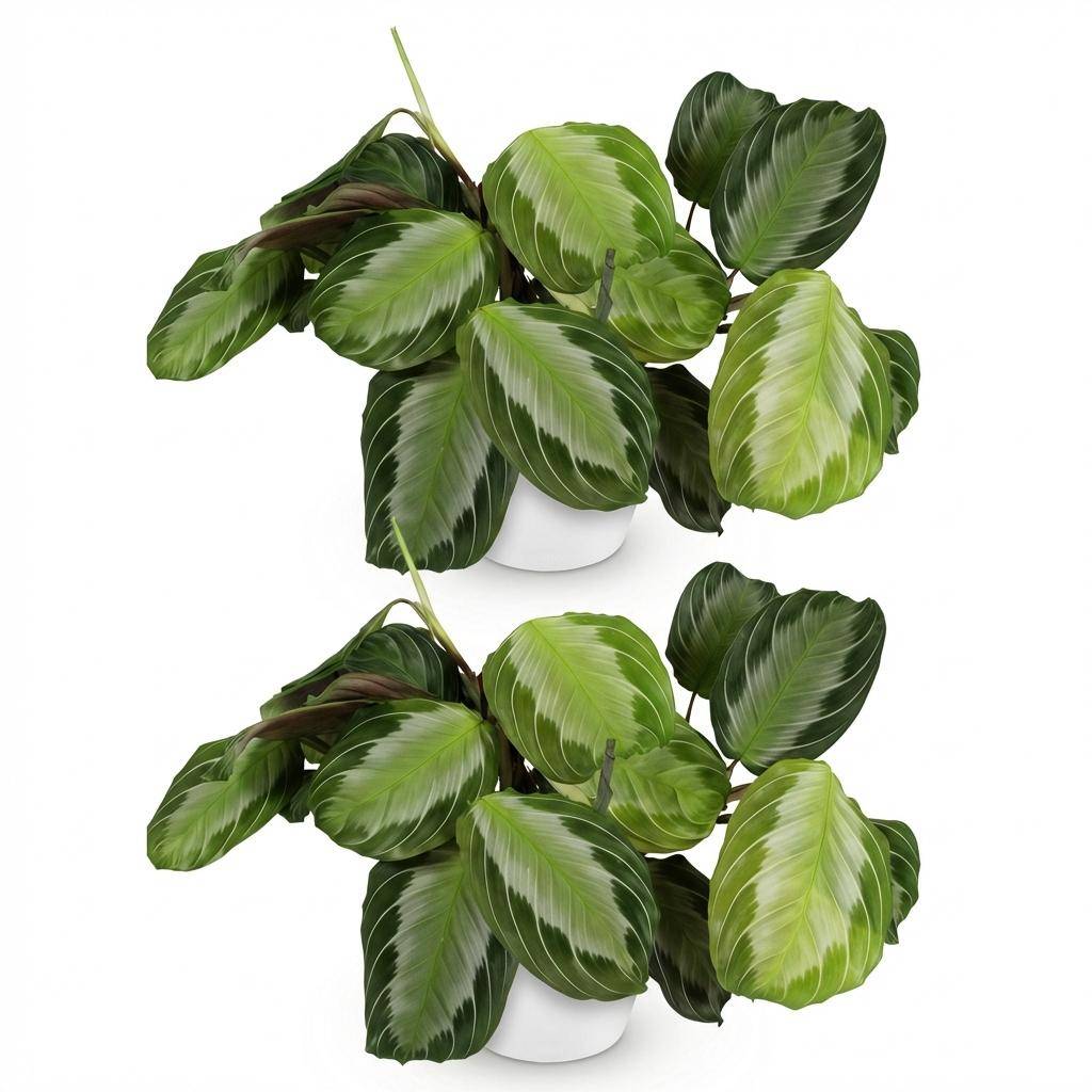 Maranta Fascinator Silverband - H35cm - Image 4