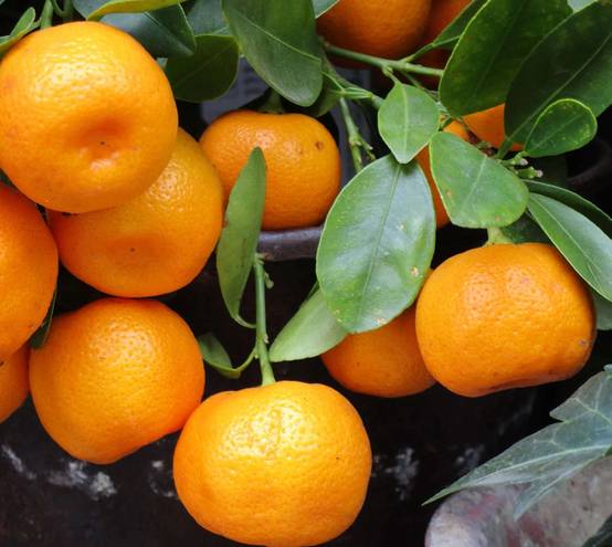 0 - Citrus clementina var. Clemenules (Très gouteux et sucré) Pot de 9 litres -140/160 cm - Image 2